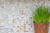 Shell mosaic light beige tiled splashback MOS150-SM203_f